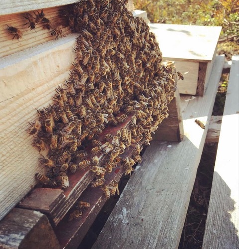 honeybees on a beehive