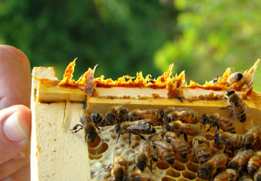 propolis on a beehive